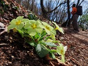 36 Primula vulgaris (Primule) salendo in vetta al Cantlo Alto